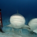 shark_bull_pdm_v_0067_mex0081.jpg